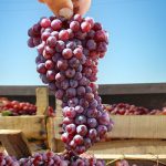 ۲۰هزار تن انگور در سیستان و بلوچستان برداشت شد
