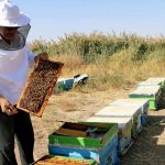 ۲۱ تن انواع فرآورده‌های زنبورعسل در استان زنجان تولید شد