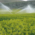 ۹۶ پروژه کشاورزی در استان زنجان افتتاح می شود