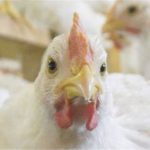 دولت مالزی صادرات مرغ را ممنوع کرد