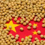 بررسی ۴ عامل مهم در استراتژی امنیت غذایی چین/ چگونه سویا پاشنه آشیل چین در جنگ تجاری با آمریکا شد؟