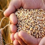 واردات ۱۳۱ هزار تن گندم و روغن خام از بنادر گیلان به کشور