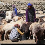 عرضه مستقیم ۲۵ هزار گوسفند قربانی در تهران امروز و فردا