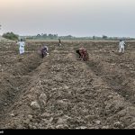 سرمای بی‌سابقه هوا در خدابنده زنجان/ محصولات کشاورزی “دوتپه” از بین رفت