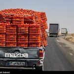 صادرات گوجه فرنگی و پیاز برای تنظیم بازار داخلی مشمول عوارض شد+ سند