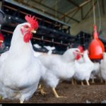 دستور معاون وزیر جهاد کشاورزی؛ مرغ‌های ۴۲ روزه وارد بازار شود + سند