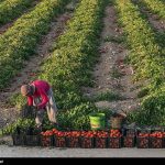 تغییرات سطح زیرکشت محصولات کشاورزی در استان آذربایجان شرقی بر اساس الگوی کشت