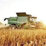 تولید محصولات دیم کشاورزی ۳۰ درصد افزایش یافت