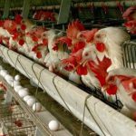 ظرفیت ماهانه تولید تخم مرغ در کشور تکمیل شد؟