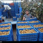 ازسرگیری صادرات کیوی ایران به هند پس از وقفه ۱۴ ماهه