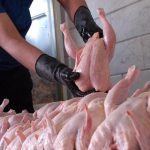 توقف خرید تولید مازاد مرغ / مرغداران: دولت کمتر از قیمت تمام شده می‌خرد