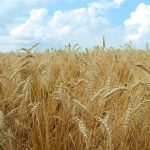 کاشت ۸۵ درصد گندم و جو در کشور به صورت مکانیزه