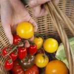 توصیه وزیر انگلیسی در پی کمبود صیفی‌جات: مردم به جای گوجه، شلغم بخورند