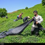 پرداخت تسهیلات ارزان قیمت برای اصلاح باغ های چای کشور