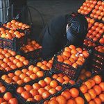 آغاز توزیع میوه تنظیم بازاری در استان تهران ۳۰ درصد زیر قیمت بازار