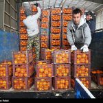 توزیع ۱۵هزار تن میوه شب عید از ۲۰ اسفند، ۱۰درصد زیر قیمت بازار