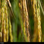 انجمن تولیدکنندگان و تامین کنندگان برنج آغاز به کار کرد