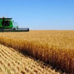 پیش بینی افزایش ۳۰ درصدی برداشت گندم در سال جاری