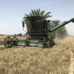 پیش‌بینی تولید ۱۲.۵ میلیون تن گندم در کشور طی سال جاری