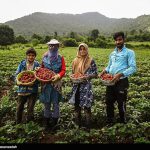 ‌درخواست مسئولان کردستان از وزارت جهاد کشاورزی؛ به صادرات توت‌فرنگی کمک کنید‌