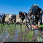 فوت دومین جوان کشاورز در مازندران بر اثر بیماری “تب شالیزار”