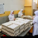 قیمت جدید تخم مرغ بسته‌بندی شده اعلام شد + سند
