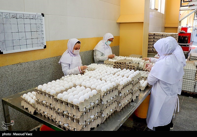 قیمت جدید تخم مرغ بسته‌بندی شده اعلام شد + سند