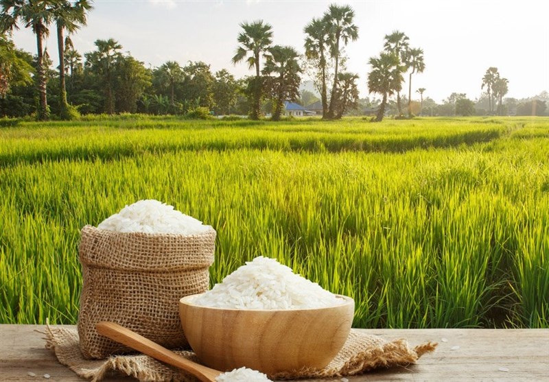 دلیل فروش‌نرفتن برنج ایرانی مشخص شد؛ رشد ۲برابری واردات در سال گذشته