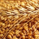 وزارت کشاورزی خواستار افزایش ۳ برابری یارانه بذر گندم شد