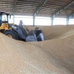۵ میلیون تُن گندم از کشاورزان خریداری شد