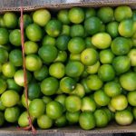 لیمو ترش مرغوب باغداران کیلویی ۱۰ هزار تومان خریداری می‌شود