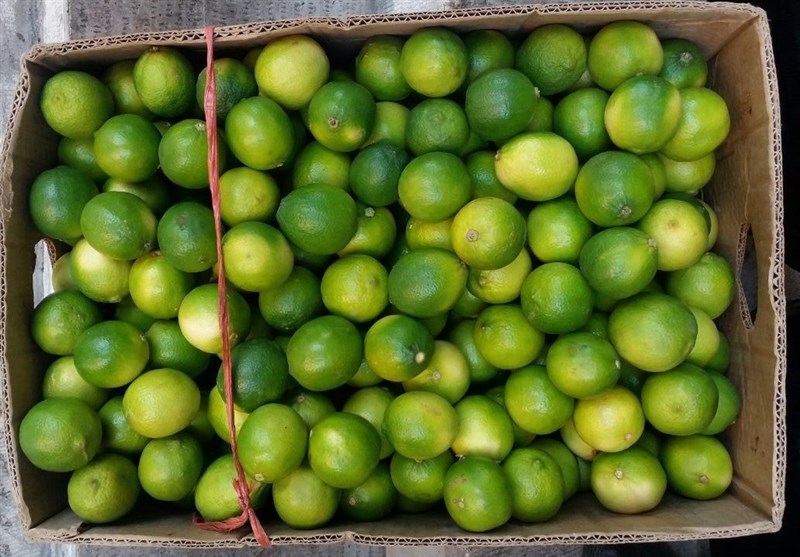 لیمو ترش مرغوب باغداران کیلویی ۱۰ هزار تومان خریداری می‌شود