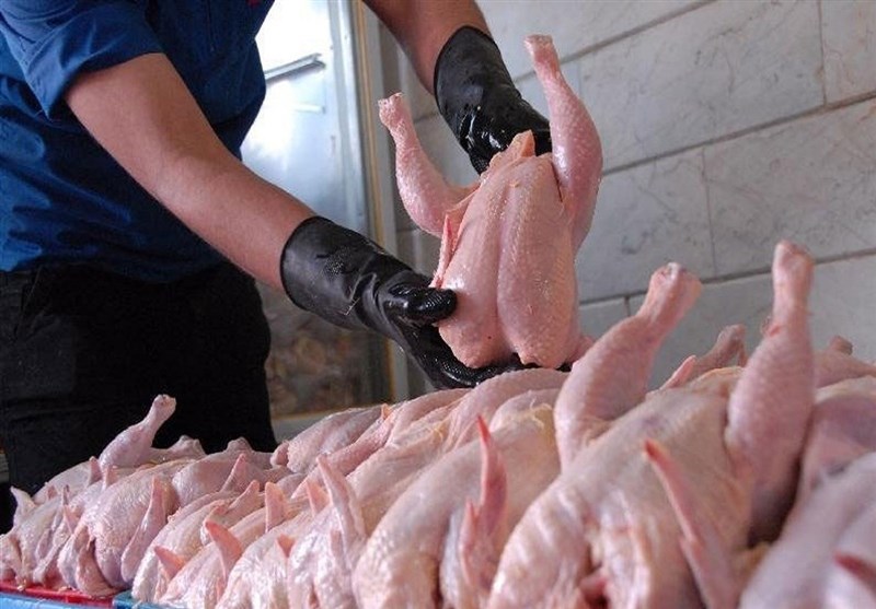 پیشنهاد برخورد با مرغدارانی که ۹۰ درصد مرغ خود را کشتار نکنند + سند