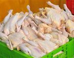 تأمین نیاز بازار با جوجه‌ریزی ماهانه ۱۳۰میلیون قطعه/ مرغداران خواستار افزایش نرخ مصوب شدند